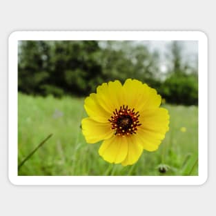 32218 yellow buttercup Sticker